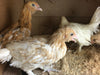 Mille Fleur D'uccles Bantams - Disponible ahora