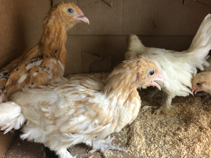 Mille Fleur D'uccles Bantams - Disponible ahora