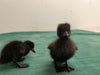 Cayuga Ducks -- Upcoming