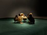 Collection Baby Ducks -- Upcoming