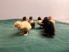 Collection Baby Ducks -- Upcoming