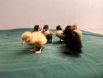 Collection Baby Ducks -- Upcoming