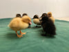 Cayuga Ducks -- Upcoming