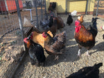 Blue Laced Red Wyandotte -- Available Babies