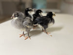 Silverudds Azul - Disponible ahora 