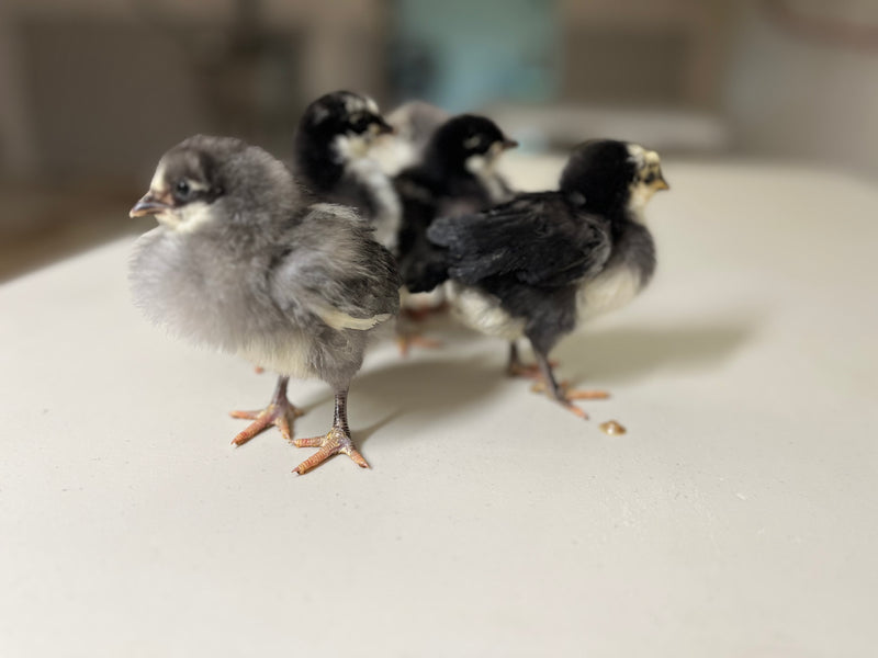Silverudds Azul - Disponible ahora 