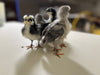 Silverudds Azul - Disponible ahora 