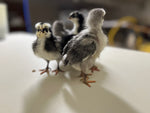 Silverudds Azul - Disponible ahora 