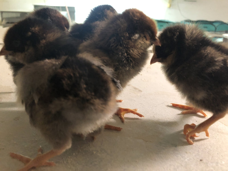 Blue Laced Red Wyandotte -- Upcoming Hatches