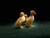 White Pekin Ducks -- Upcoming