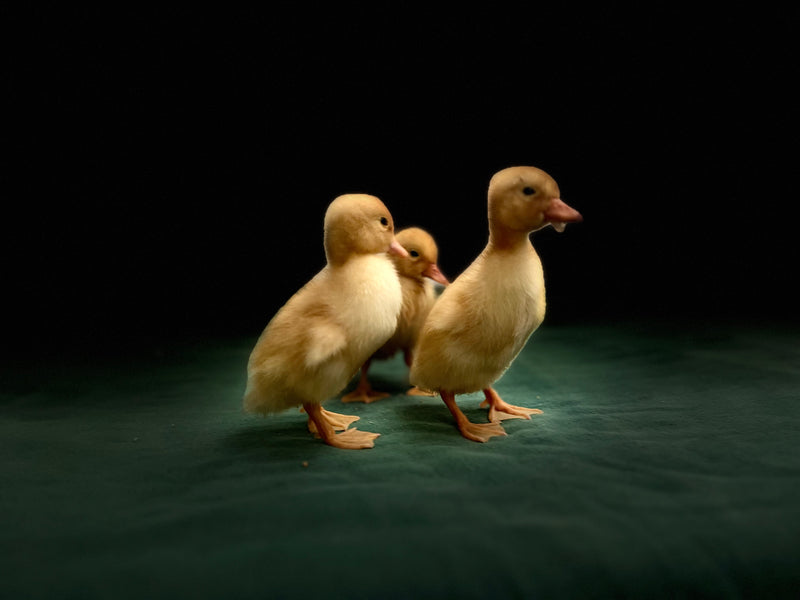 White Pekin Ducks -- Upcoming