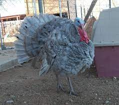 Turkeys  -- Blue Slate -- Upcoming