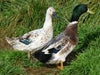 Welsh Harlequin Ducks -- Upcoming