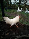 Schijndelaar -- Disponible ahora