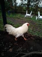 Schijndelaar -- Disponible ahora