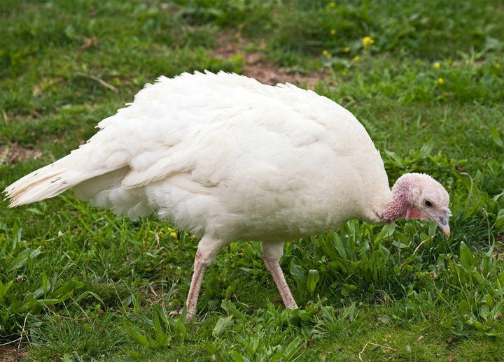 Turkeys – Backyard Chickies