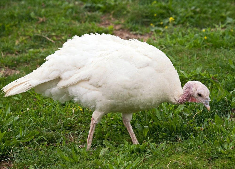 Turkeys  -- Broad Breasted White -- Upcoming