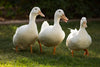 White Pekin Ducks -- Upcoming