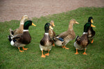 Rouen Ducks -- Upcoming