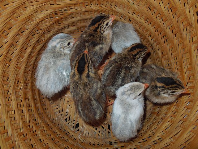 Collection Baby Guineas -- Upcoming