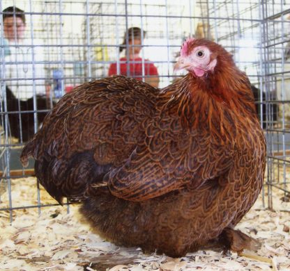 Cochin Bantams -- Partridge Color -- Upcoming Hatch