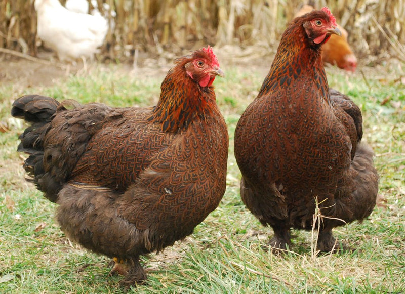 Cochin STANDARDS --Partridge Color -- Upcoming Hatch