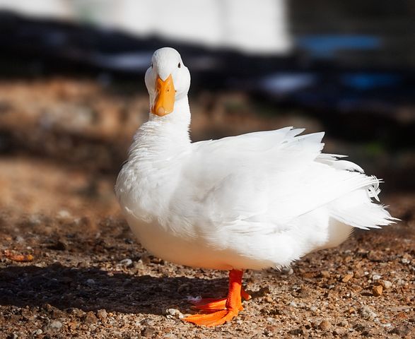 Patos Pekín blancos - Próximamente