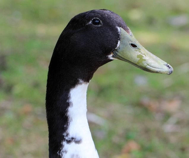 Black Swedish Ducks -- Upcoming