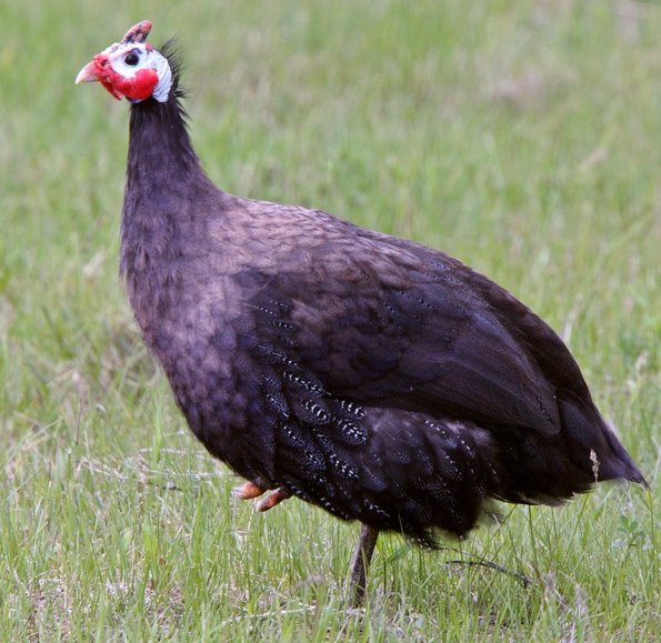 Guineas -- Royal Purple -- Próximamente