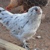 Splash Ameraucanas (True Ameraucanas...not Easter Eggers) -- Available Babies