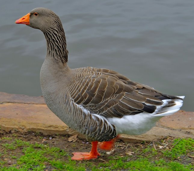 Colección Baby Geese -- Próximamente