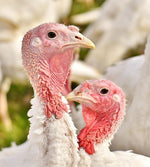 Turkeys  -- Broad Breasted White -- Upcoming