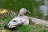 Welsh Harlequin Ducks -- Upcoming