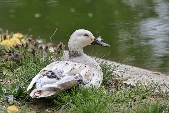 Patos Arlequín de Gales - Próximamente