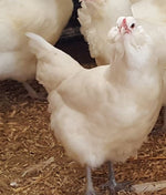 White Ameraucanas (True Ameraucanas...not Easter Eggers) -- Available Now
