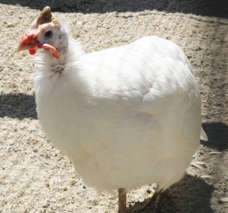 Guineas -- African White -- Upcoming
