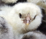 White Ameraucanas (True Ameraucanas...not Easter Eggers) -- Available Now