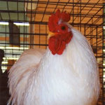 Cochin Bantams -- White Color -- Upcoming Hatch
